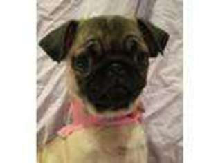 Pug Puppy for sale in Slate Hill, NY, USA
