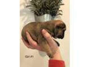 French Bulldog Puppy for sale in Temple, GA, USA
