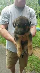 German Shepherd Dog Puppy for sale in Lynchburg, VA, USA