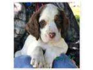 English Setter Puppy for sale in Gibbon, MN, USA