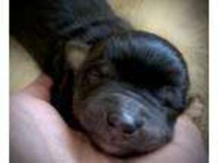 Miniature Australian Shepherd Puppy for sale in Foley, MN, USA