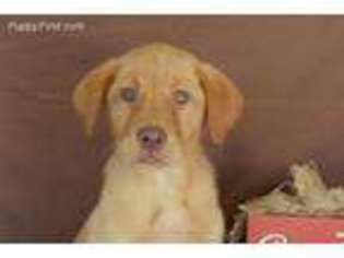 Labrador Retriever Puppy for sale in Fort Scott, KS, USA