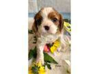 Cavalier King Charles Spaniel Puppy for sale in Wasilla, AK, USA