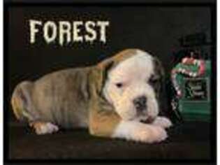 Olde English Bulldogge Puppy for sale in Brookline, NH, USA