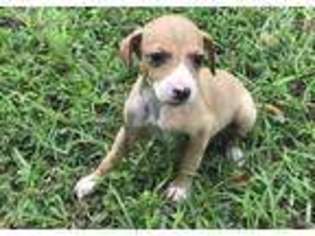 Italian Greyhound Puppy for sale in Port Charlotte, FL, USA