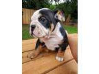 Bulldog Puppy for sale in Renton, WA, USA