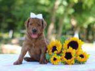 Goldendoodle Puppy for sale in Dunnville, KY, USA