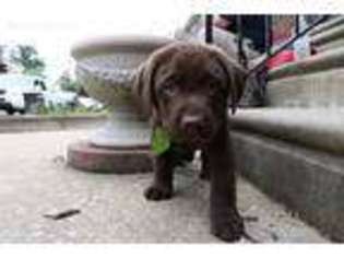 Labrador Retriever Puppy for sale in Clifton Heights, PA, USA