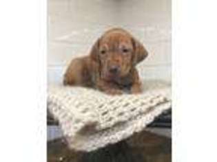 Vizsla Puppy for sale in Hamilton, OH, USA