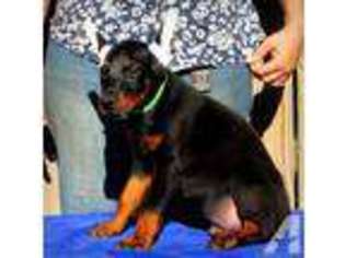 Doberman Pinscher Puppy for sale in DALLAS, TX, USA