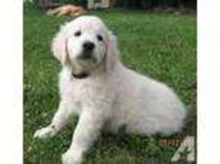 Golden Retriever Puppy for sale in KNOXVILLE, AR, USA