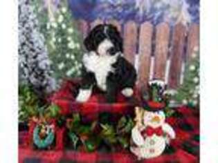 Mutt Puppy for sale in Cologne, MN, USA