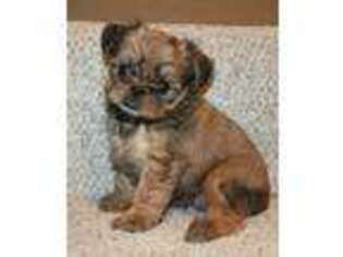 Brussels Griffon Puppy for sale in Somerville, TN, USA