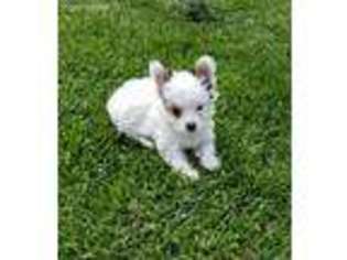 Yorkshire Terrier Puppy for sale in Republic, MO, USA