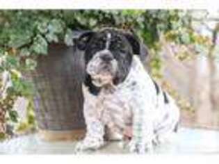 Bulldog Puppy for sale in Lancaster, PA, USA