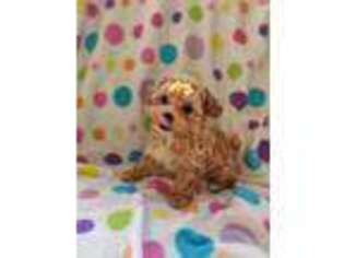 Mutt Puppy for sale in Palmyra, TN, USA