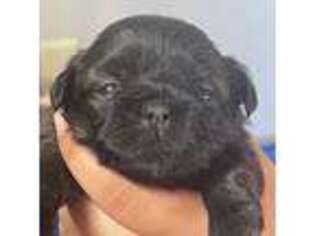 Shih-Poo Puppy for sale in Upper Marlboro, MD, USA
