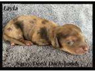 Dachshund Puppy for sale in Searcy, AR, USA