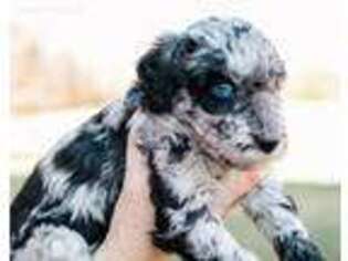 Mutt Puppy for sale in Palmyra, VA, USA