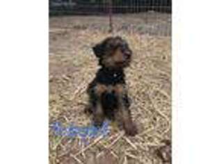 Airedale Terrier Puppy for sale in Hinton, OK, USA