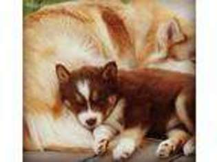 Siberian Husky Puppy for sale in Greeley, CO, USA