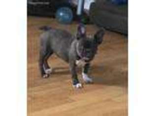 French Bulldog Puppy for sale in Wauconda, IL, USA