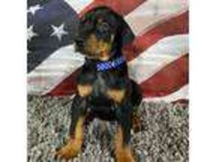 Doberman Pinscher Puppy for sale in Middlebury, IN, USA