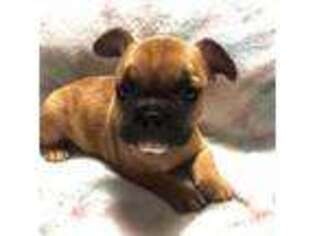 French Bulldog Puppy for sale in Caldwell, ID, USA
