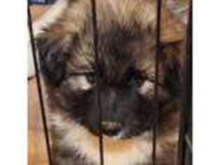 Native American Indian Dog Puppy for sale in Glade Hill, VA, USA