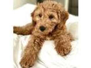 Goldendoodle Puppy for sale in Quincy, MA, USA