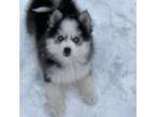 Siberian Husky Puppy for sale in Knox, PA, USA