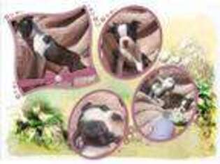 Boston Terrier Puppy for sale in Temecula, CA, USA