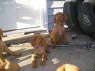Vizsla Puppy for sale in Floris, IA, USA