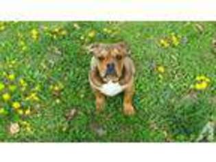 Olde English Bulldogge Puppy for sale in MANSFIELD, MO, USA