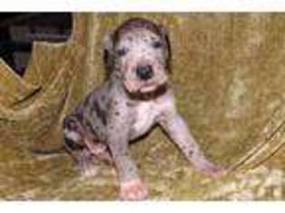 Great Dane Puppy for sale in LUCASVILLE, OH, USA