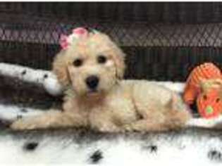 Goldendoodle Puppy for sale in WILD ROSE, WI, USA
