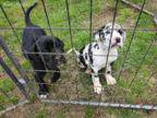 Great Dane Puppy for sale in Belmont, WV, USA