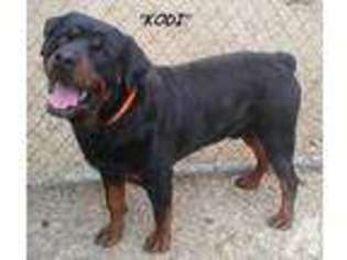 Rottweiler Puppy for sale in JACKSONVILLE, AL, USA