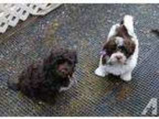 Havanese Puppy for sale in BATTLE GROUND, WA, USA