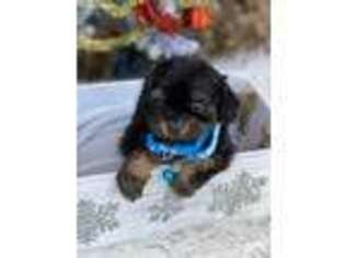 Cavapoo Puppy for sale in Azle, TX, USA