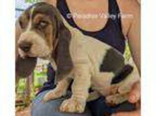 Basset Hound Puppy for sale in Cleveland, GA, USA