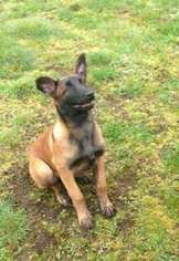 Belgian Malinois Puppy for sale in Moses Lake, WA, USA