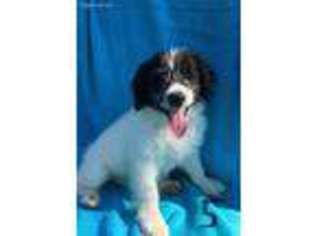 Border Collie Puppy for sale in Wickliffe, KY, USA