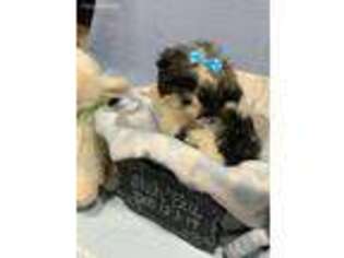 Mutt Puppy for sale in Gordo, AL, USA