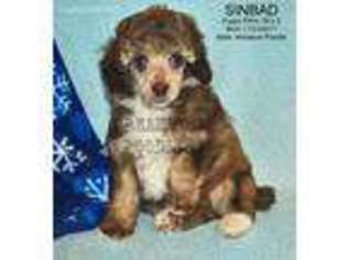 Mutt Puppy for sale in Jemez Springs, NM, USA
