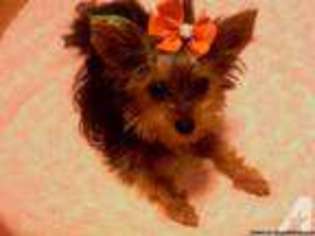Yorkshire Terrier Puppy for sale in BEVERLY HILLS, CA, USA