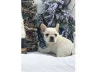 French Bulldog Puppy for sale in Boaz, AL, USA