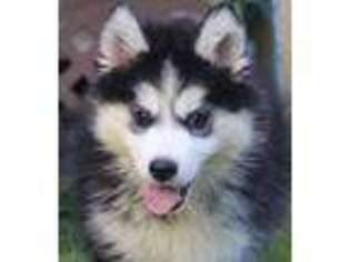Siberian Husky Puppy for sale in Junction City, OH, USA