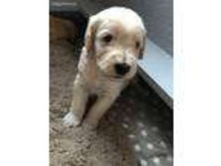Labradoodle Puppy for sale in Richmond, MI, USA
