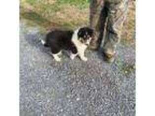 Collie Puppy for sale in Guntersville, AL, USA